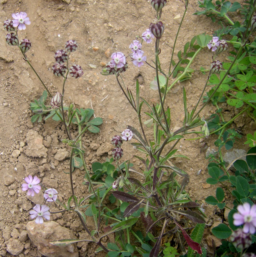 Изображение особи Silene hifacensis.