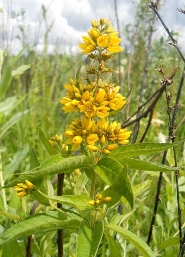 Изображение особи Lysimachia vulgaris.