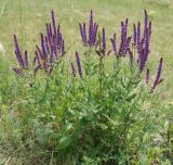 Salvia tesquicola. Цветущее растение. Воронежская обл., Подгоренский р-н, окр. с. Костомарово. 13.06.2011.