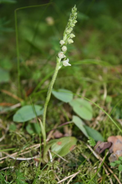 Изображение особи Goodyera repens.