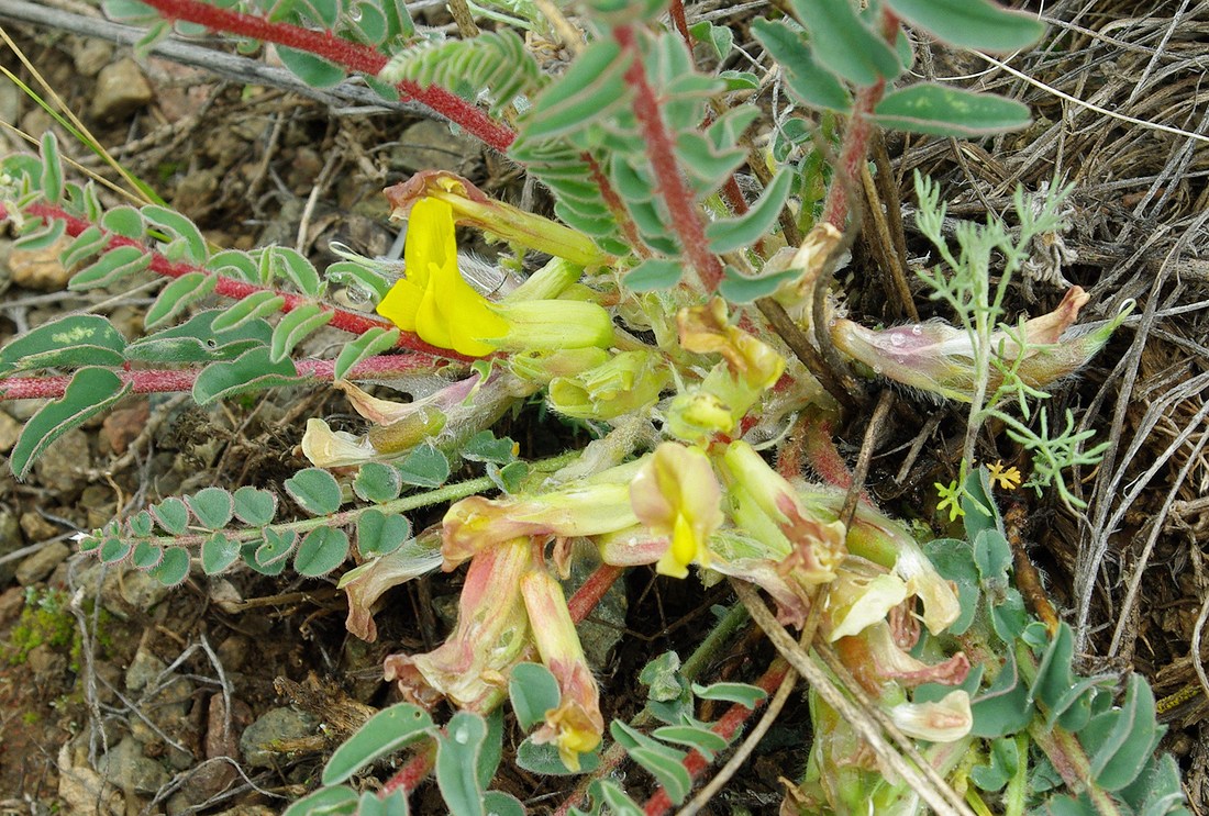 Изображение особи Astragalus schanginianus.