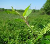 Salix myrsinifolia