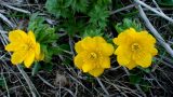 Trollius ranunculinus