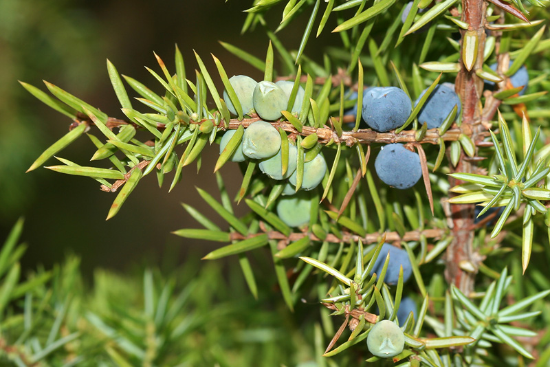 Изображение особи Juniperus communis.