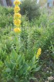 Gentiana lutea