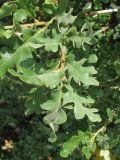 Quercus pubescens