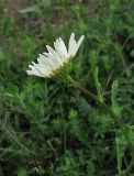 Leucanthemum ircutianum. Верхушка цветущего растения. Крым, окр. с. Перевальное, ур. Аян, луг. 17 мая 2013 г.