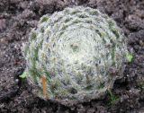 Sempervivum разновидность borisii