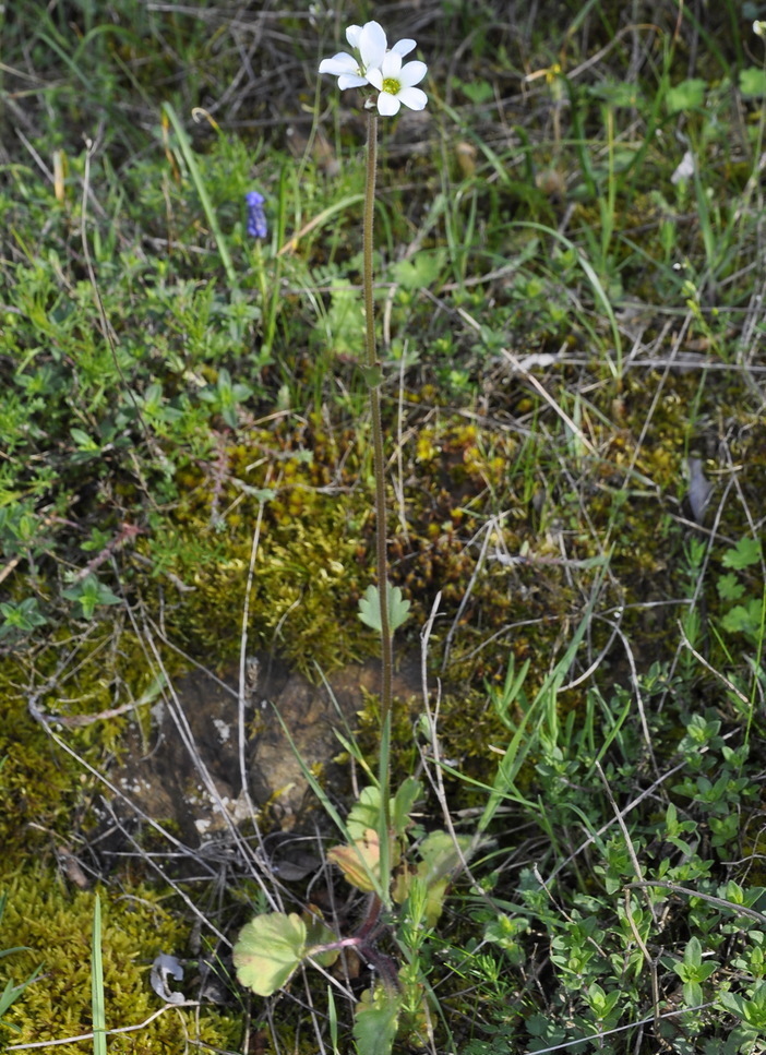 Изображение особи Saxifraga carpetana ssp. graeca.