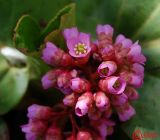 Bergenia crassifolia