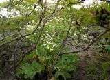 Crambe maritima