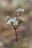 Gypsophila fastigiata. Соцветие. Ленинградская обл., Лужский р-н, окр. дер. Сяберо, сосновый бор. 13.07.2014.