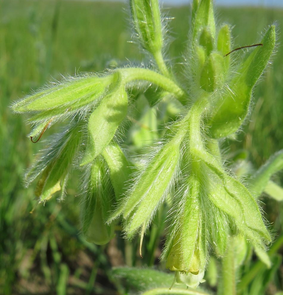 Изображение особи Onosma gmelinii.