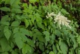 Aruncus sylvestris