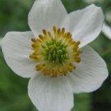 Anemonastrum biarmiense