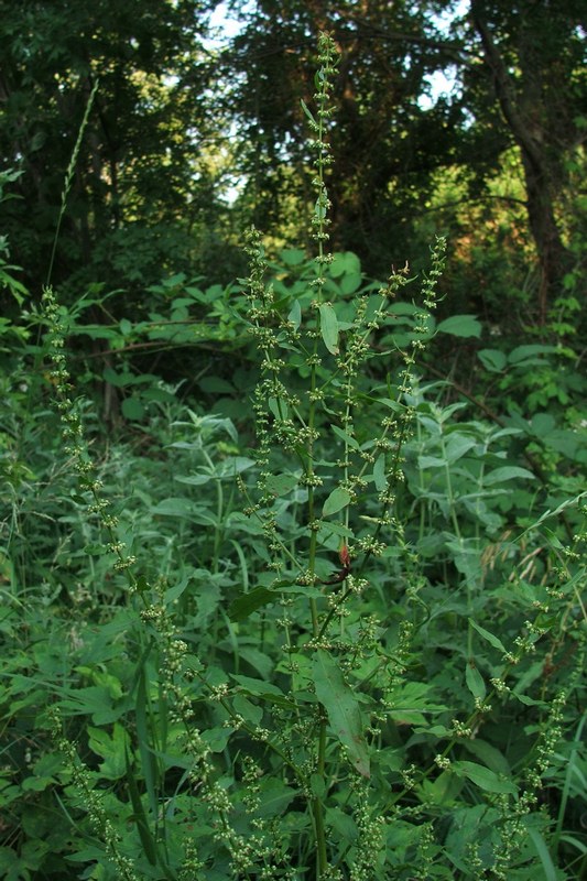 Изображение особи Rumex conglomeratus.