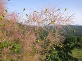 Cotinus coggygria. Соплодие с завязавшимися плодами. Краснодарский край, Абинский р-н, окр. станицы Шапсугская, мергелевый карьер. 05.06.2014.