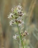 Silene sibirica. Соцветие (рядом - развивающееся соцветие Artemisia nitrosa). Алтайский край, Благовещенский р-н, в 8 км южнее дер. Нижний Кучук; Центральная Кулунда, юго-восточные окр. оз. Кучукское, водораздел между комплексом луговостепных мезопонижений (\"Плотская Ляга\" и \"Цветочная Ляга\"); бедноксерофитноразнотравно-полынно-типчаковая степь на плакоре. 6 июля 2015 г.