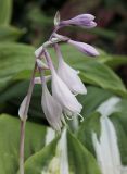 Hosta fortunei