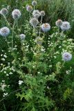 Echinops sphaerocephalus