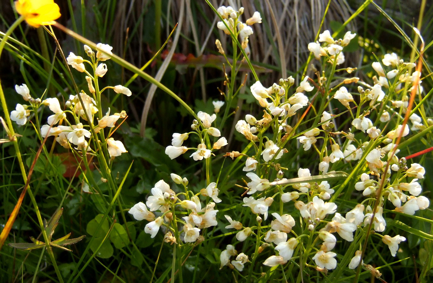 Изображение особи Cardamine pratensis ssp. angustifolia.