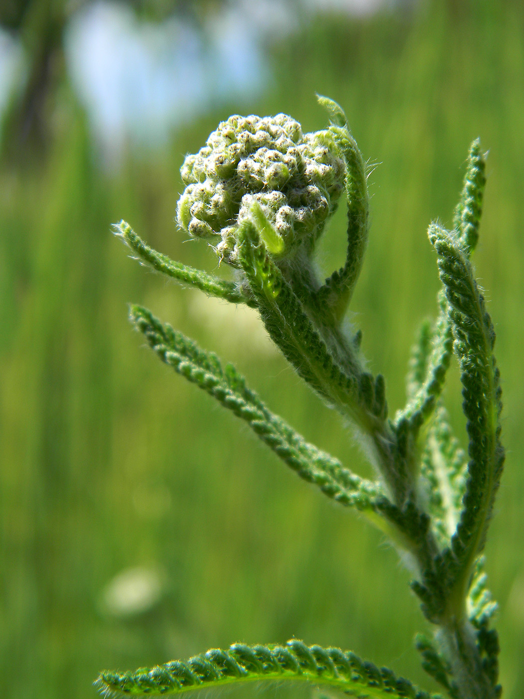 Изображение особи Achillea millefolium.