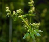 Galium mollugo