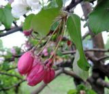 Malus × purpurea