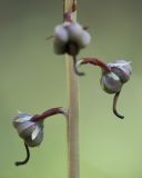 Pyrola rotundifolia