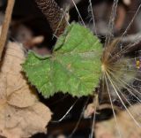 Malva punctata