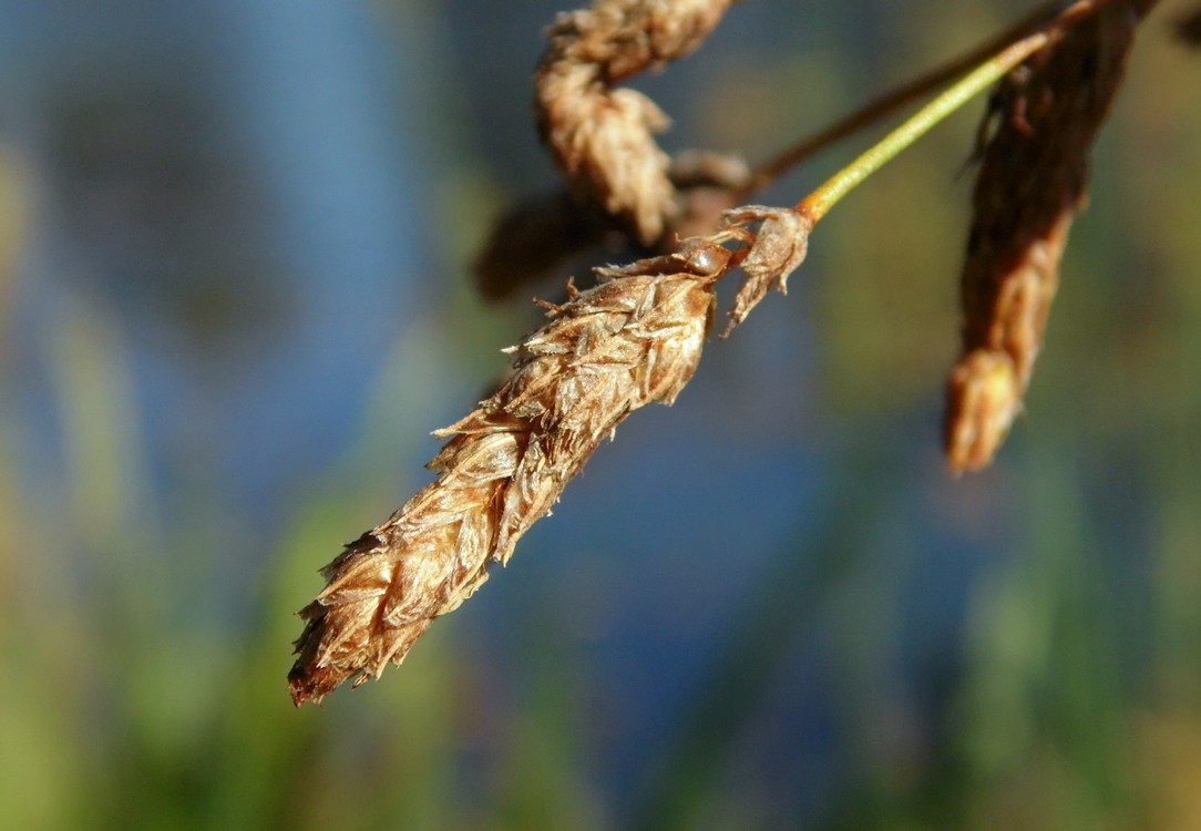 Изображение особи Schoenoplectus lacustris.