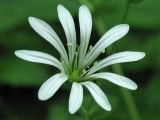 Stellaria nemorum