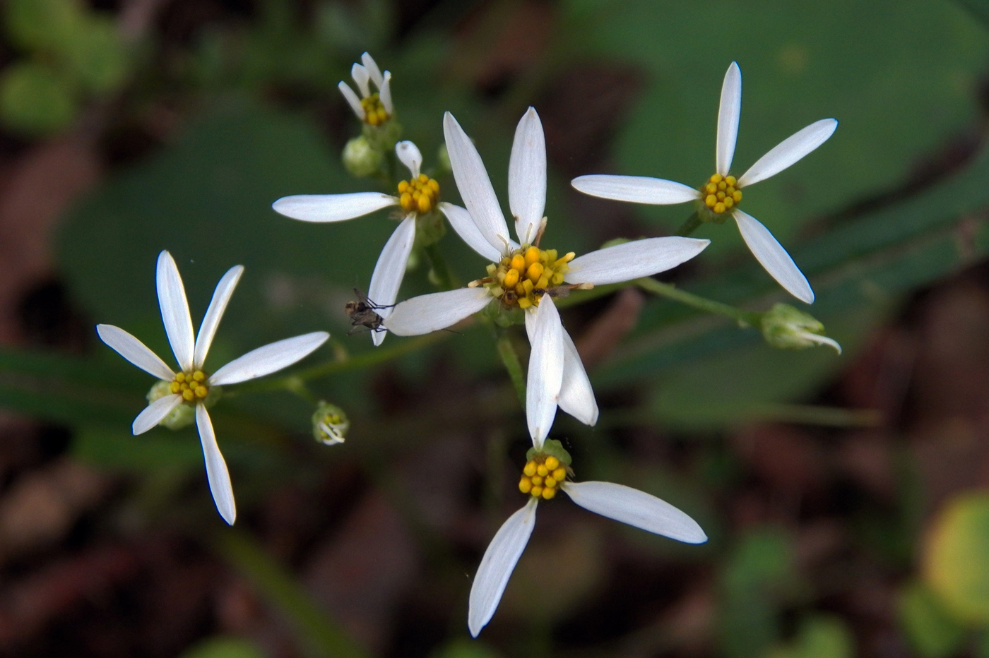 Изображение особи Doellingeria scabra.