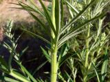 Artemisia vulgaris