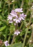 Thymus marschallianus