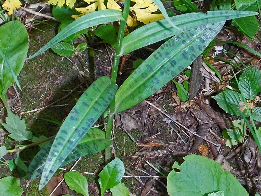 Изображение особи Dactylorhiza urvilleana.