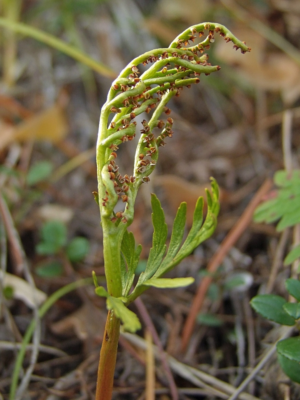 Изображение особи Botrychium lanceolatum.