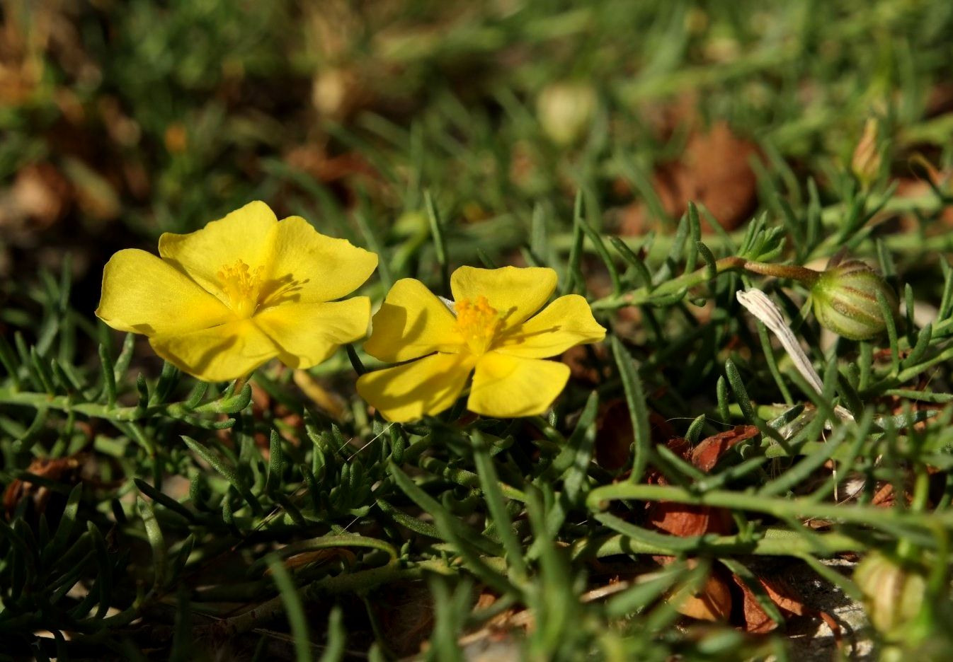 Изображение особи Fumana procumbens.