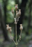 Silene noctiflora. Верхушка плодоносящего растения. Крым, окр. с. Соколиного, Большой Каньон, буково-грабовый лес, крутой склон вдоль лесной тропы. 17.08.2017.