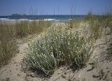 Helichrysum stoechas