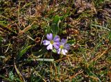 Primula warshenewskiana