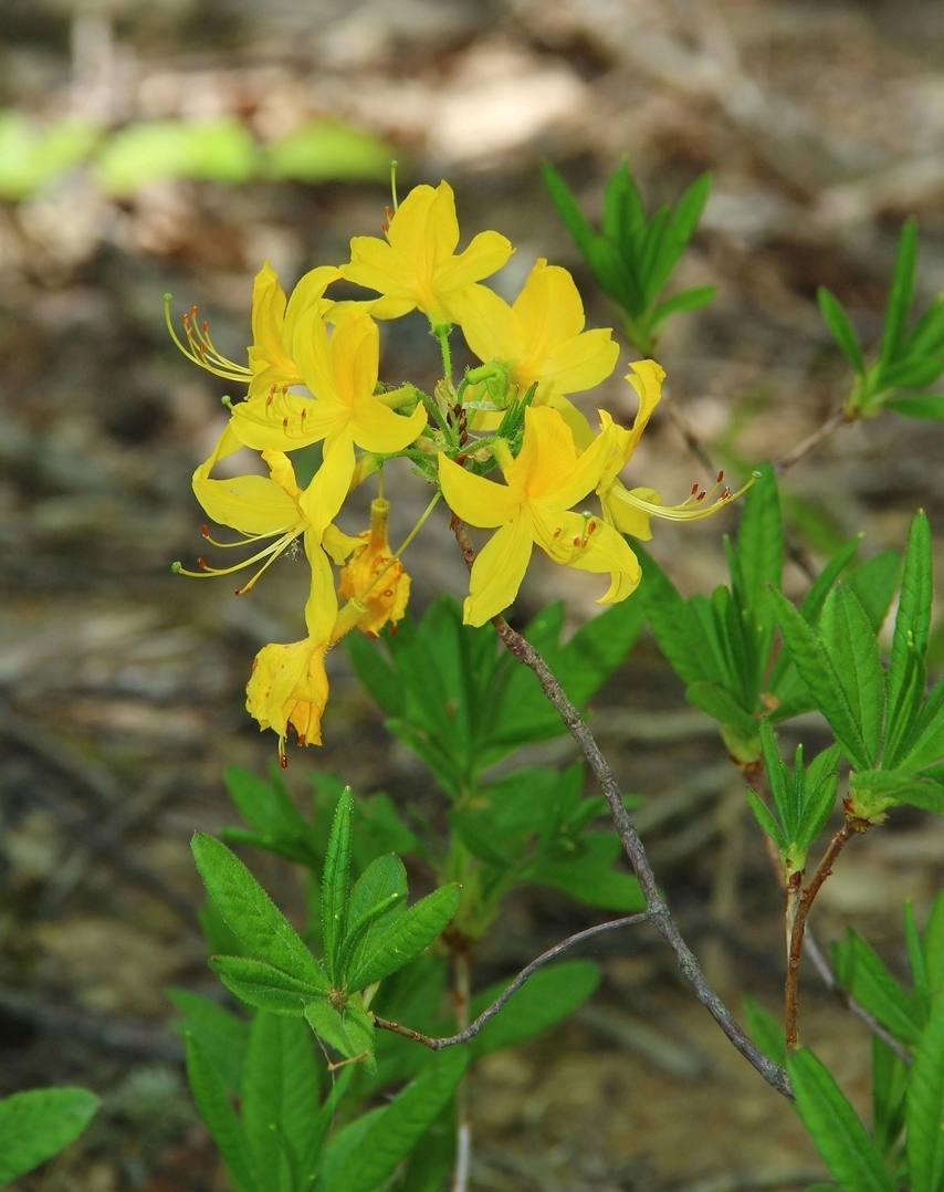 Изображение особи Rhododendron luteum.