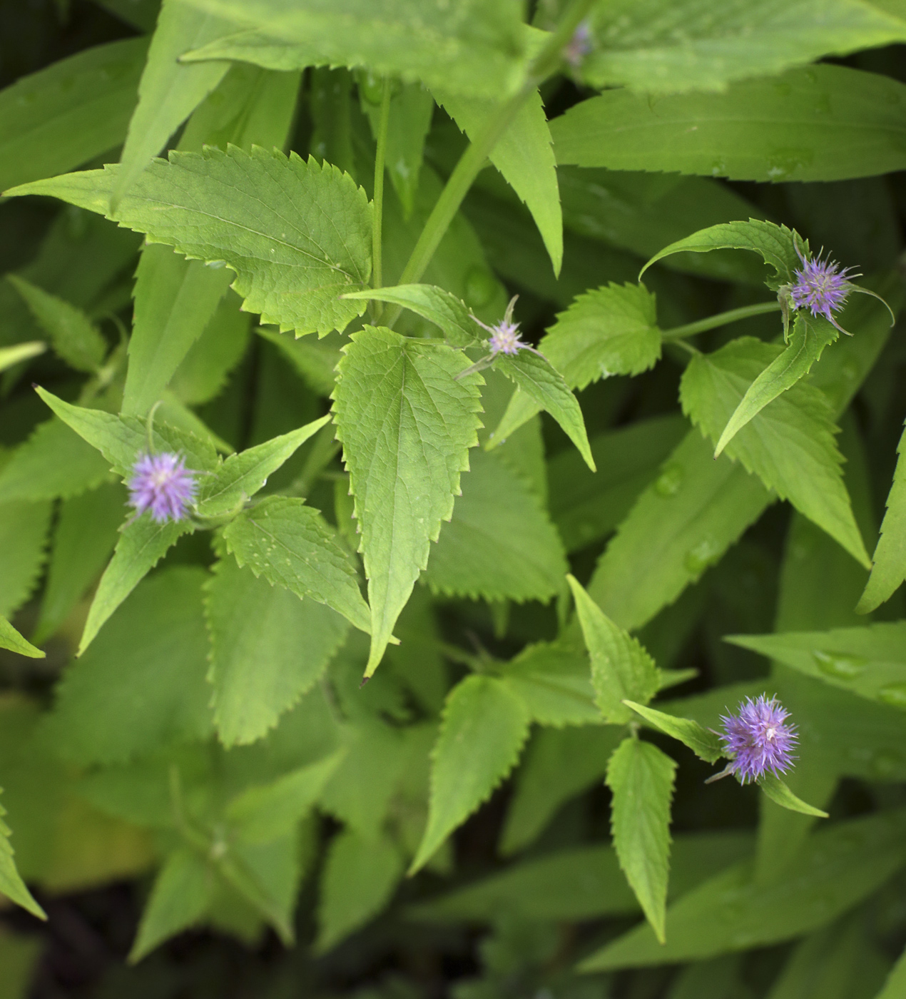 Изображение особи Agastache rugosa.