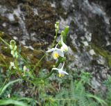 семейство Asphodelaceae