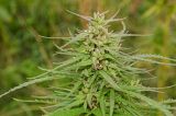 Cannabis sativa разновидность spontanea. Верхушка плодоносящего растения. Башкортостан, Учалинский р-н, Ильчигуловский сельсовет, окр. дер. Мулдашево, подножие хр. Нурали, пустырь, заросший рудеральной растительностью. 7 сентября 2018 г.