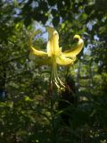 Lilium henryi разновидность citrinum