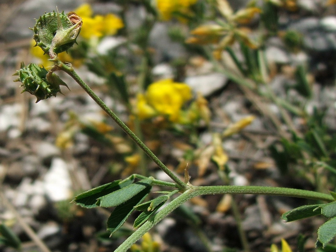 Изображение особи Medicago saxatilis.