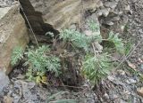 Artemisia absinthium