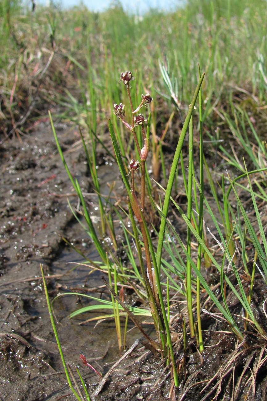 Изображение особи Scheuchzeria palustris.