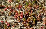 Salicornia perennans